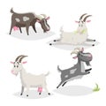 Cute different colors and breeds goats. Cartoon flat style farm animals collection. Eating, sleeping, standing and jumping goats.