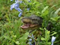 Dinosaur in the the tiny blue flowers Royalty Free Stock Photo