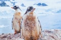 Cute dirty bird penguin chics in Antarctica