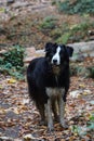 Cute dirty border collie with autumn leaves