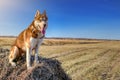 Cute dirty Husky dog on dry haystack in sunny day, copy space.