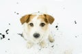 CUTE DIRTY JACK RUSSELL DOG ISOLATED ON WHITE BACKGROUND. TOP VI