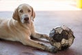 Cute dirty labrador dog after playing