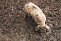 Cute dirty piglets on the farm