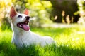 The cute disabled thai dog in the garden Royalty Free Stock Photo