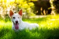 The cute disabled thai dog in the garden and left side Royalty Free Stock Photo