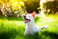 The cute disabled thai dog in the garden in summer Royalty Free Stock Photo