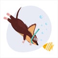 Cute diving dachshund with goggles exploring the undersea.