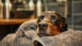 Cute doberman dog lounging on the gray sofa bed under soft blanket in living room. Happy or Tired sleeping or having Royalty Free Stock Photo