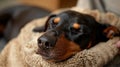 Cute doberman dog lounging on the gray sofa bed under soft blanket in living room. Happy or Tired sleeping or having Royalty Free Stock Photo