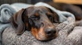 Cute doberman dog lounging on the gray sofa bed under soft blanket in living room. Happy or Tired sleeping or having Royalty Free Stock Photo