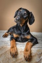 Cute Doberman Pinscher puppy lying on blanket