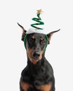 cute dobermann wearing christmas tree hat Royalty Free Stock Photo