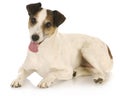 Cute dog Royalty Free Stock Photo