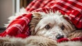 cute dog adorable a blanket animal home portrait pet cozy canine funny friend relax