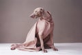 pet dog animal latex art stylish funny concept colourful fashion. Generative AI.