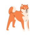 Cute dog of Akita-inu breed. Canine animal standing, looking. Funny purebred doggy. Amusing puppy with bicolor coat, fur