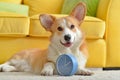 Cute dog with alarm clock at home