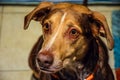 Cute Dog alert ears up and ready Mixed Breed Brown Coat