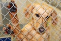 Cute Dog at an Animal Shelter Royalty Free Stock Photo