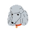Cute dog avatar of Poodle breed. Adorable happy Pudel in collar, canine head portrait. Funny curly pup face, wavy