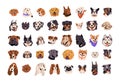 Cute dog avatars set. Puppy face portraits of various doggy breeds. Happy and funny animals, pet muzzles of bulldog