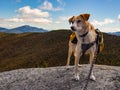 Dog with Backpack on Mountain Summit Royalty Free Stock Photo