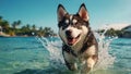 cute dog bathes in the sea, splashes, summer