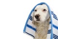 CUTE DOG BATHING. MIXED-BREED PUPPY WRAPPED WITH A BLUE COLORED TOWEL. ISOLATED STUDIO SHOT AGAINST WHITE BACKGROUND