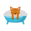 Cute Dog bathing in the tub Royalty Free Stock Photo
