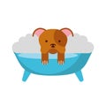 Cute Dog bathing in the tub Royalty Free Stock Photo