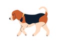 Cute dog of Beagle breed. Happy doggy profile, walking, going. Adorable puppy, canine animal, side view. Sweet lovely