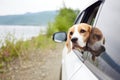 Cute dog beagle looks out of the car window. Summer trip to the seaside. Royalty Free Stock Photo