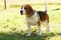 Cute dog beagle portrait in outdoor park