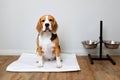 Cute dog Beagle is sitting in the room by the bowls for food and water. Royalty Free Stock Photo