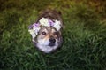 dog in a beautiful wreath of lilac flowers with a blue butterfly sits in the spring garden on the green grass Royalty Free Stock Photo