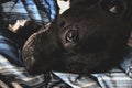 Cute Dog in Bed Royalty Free Stock Photo