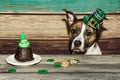 A cute Saint Patrick`s Day Dog. Royalty Free Stock Photo