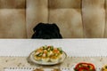 Cute dog begging for food at the kitchen table Royalty Free Stock Photo