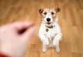 Cute dog begging for food, puppy training background Royalty Free Stock Photo