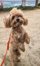 Cute lap dog Royalty Free Stock Photo