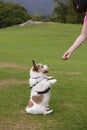 Cute dog begging treat Royalty Free Stock Photo