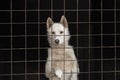 Cute dog behind bars. Puppy locked in the cage Royalty Free Stock Photo