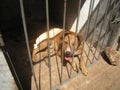 Cute dog behind bars shelter Royalty Free Stock Photo