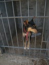 Cute dog behind bars shelter Royalty Free Stock Photo