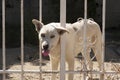 Cute dog behind fence Royalty Free Stock Photo