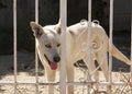 Cute dog behind fence Royalty Free Stock Photo