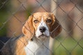 Cute dog behind fence Royalty Free Stock Photo