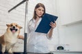 Cute dog being examined by the vet in a clinic Royalty Free Stock Photo