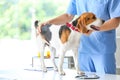 Veterinarian examining cute dog in clinic Royalty Free Stock Photo